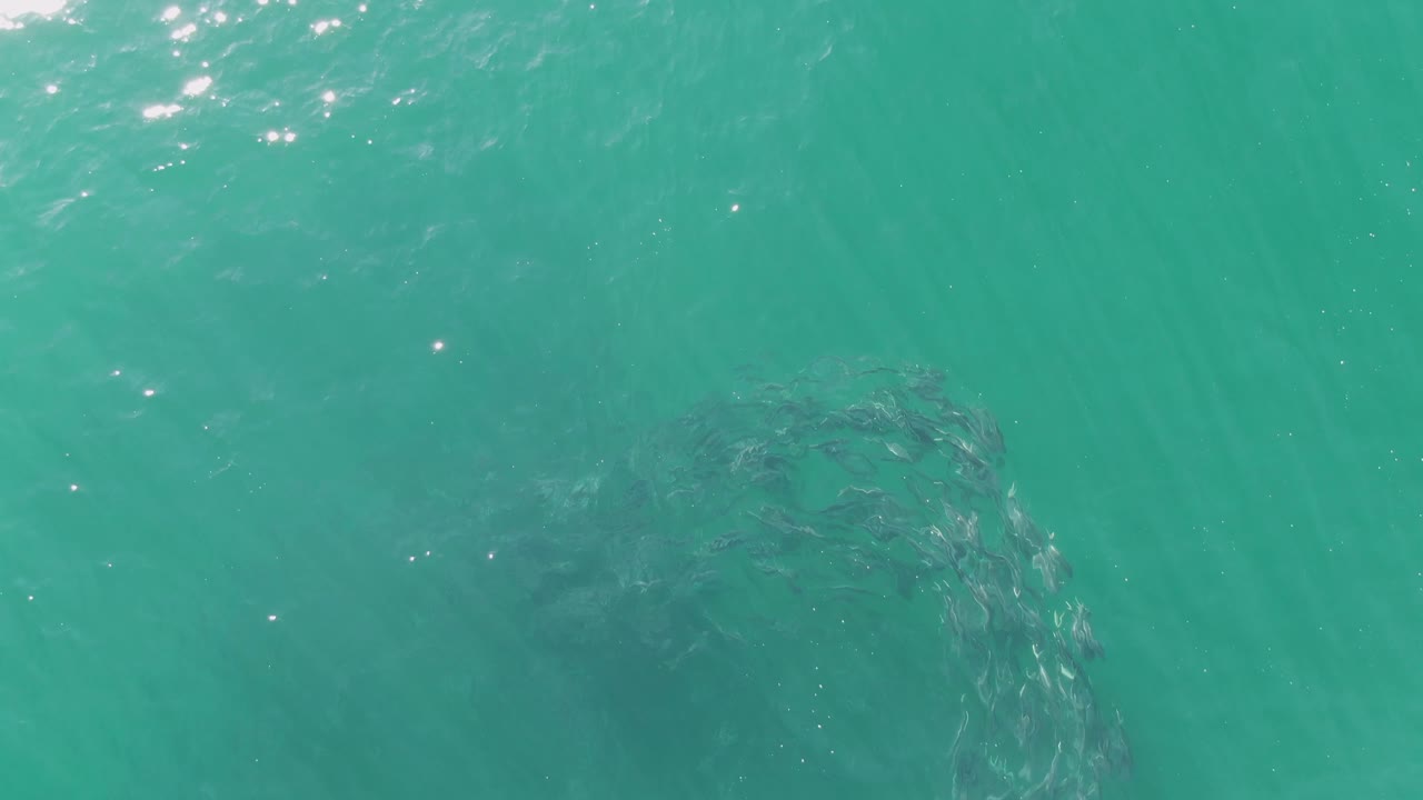 At Buzzards Beach in Baja California Sur, the fish school is visible near the lower left under bright turquoise water with scattered glare on the surface, with no visible people.