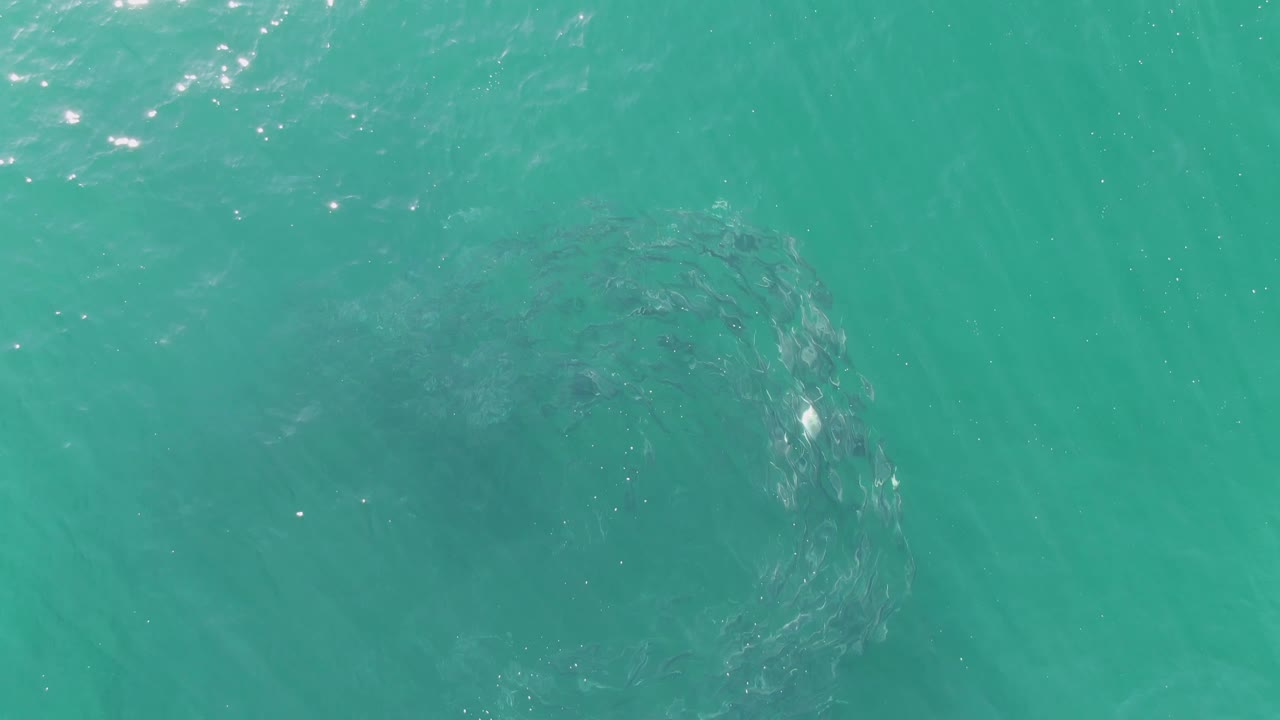 Overhead view of turquoise water at Buzzards Beach, Baja California Sur, with a dark fish school forming a soft circle below the surface and no visible people.