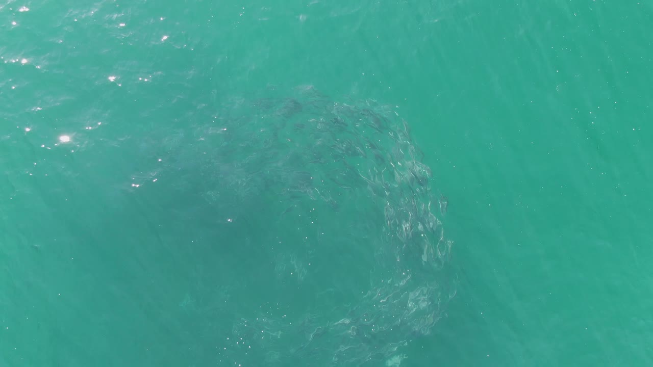 Subsurface fish circle under bright turquoise water.