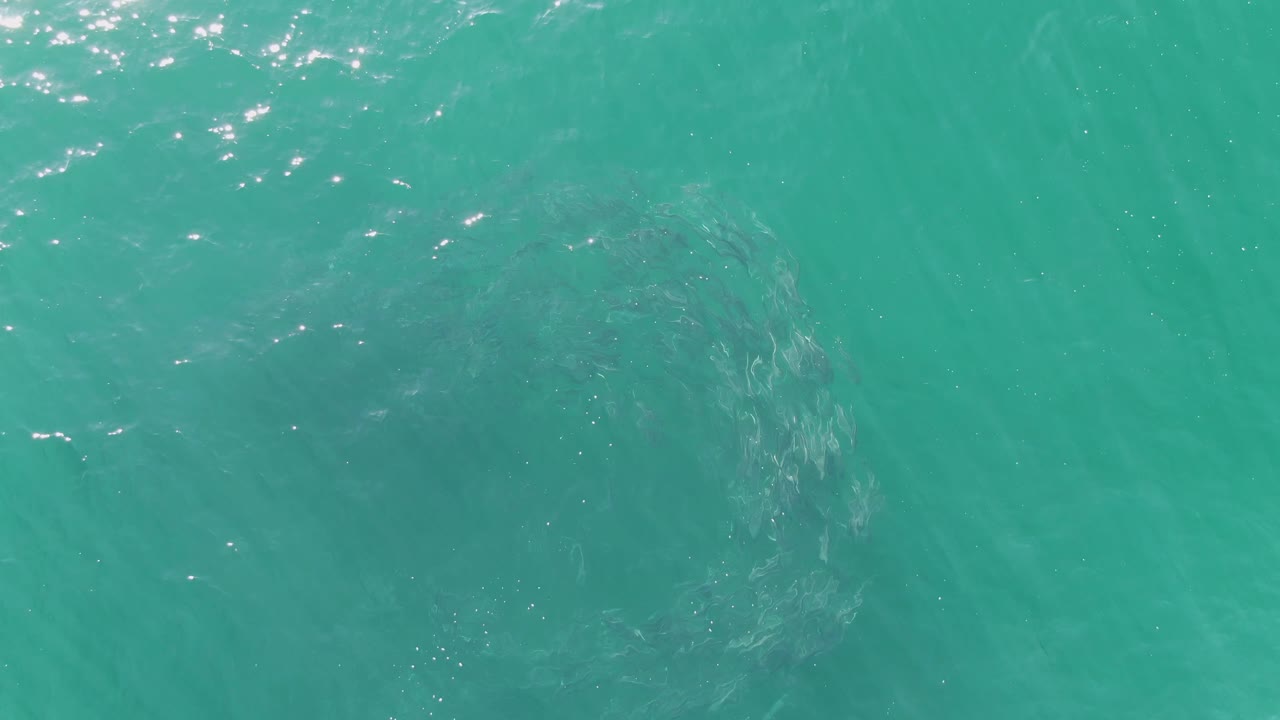 At Buzzards Beach, Baja California Sur, a darker rotating-looking fish mass sits below clear green-blue water with scattered surface sparkle and no visible people.