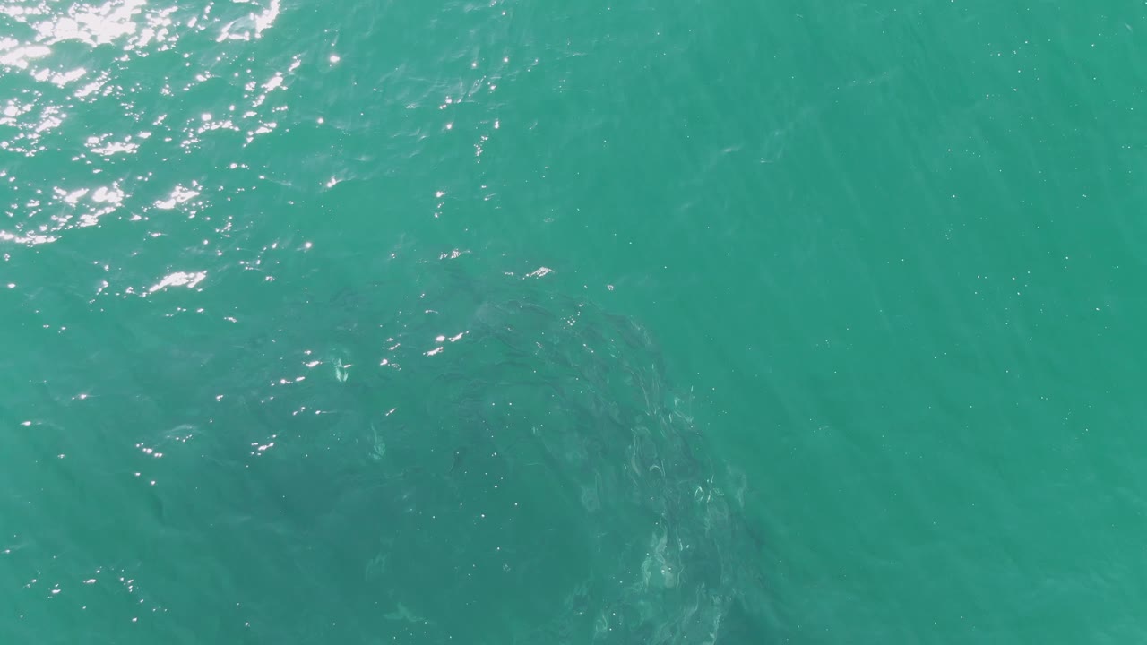 Turquoise ocean surface with a dark circular fish school below