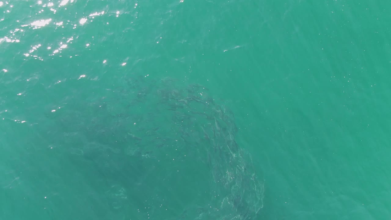 Overhead view of Buzzards Beach water with the fish school shifted toward the right side below a smooth turquoise surface, with no visible people.
