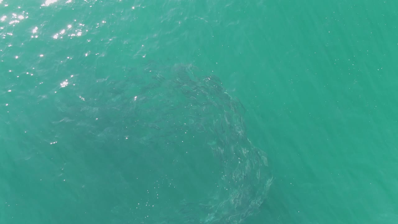 Buzzards Beach overhead frame showing the circular fish formation low on the left beneath turquoise water and a brighter band of surface shimmer, with no visible people.