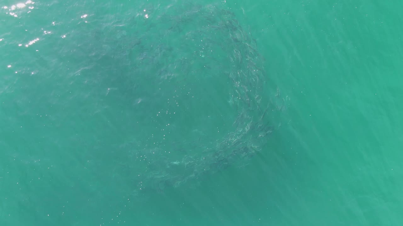 Overhead view of clear turquoise water at Buzzards Beach, Baja California Sur, with a dark fish school forming a loose circular shape below the rippled surface and no visible people.