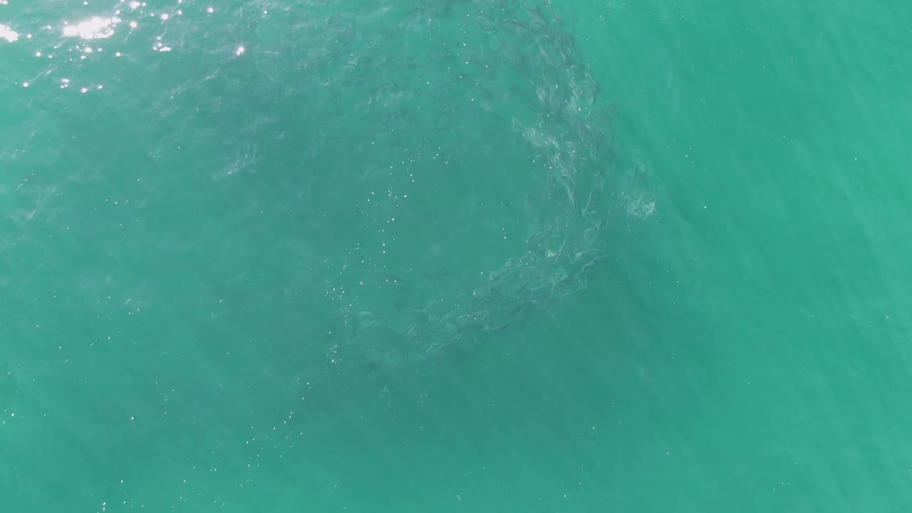 Clear turquoise water with fish gathered in a diffuse circular vortex.