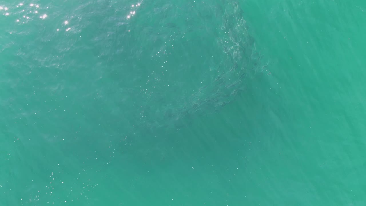 Overhead shot at Buzzards Beach with the fish school appearing less dense under the turquoise surface, small wave texture crossing the frame, and no visible people.