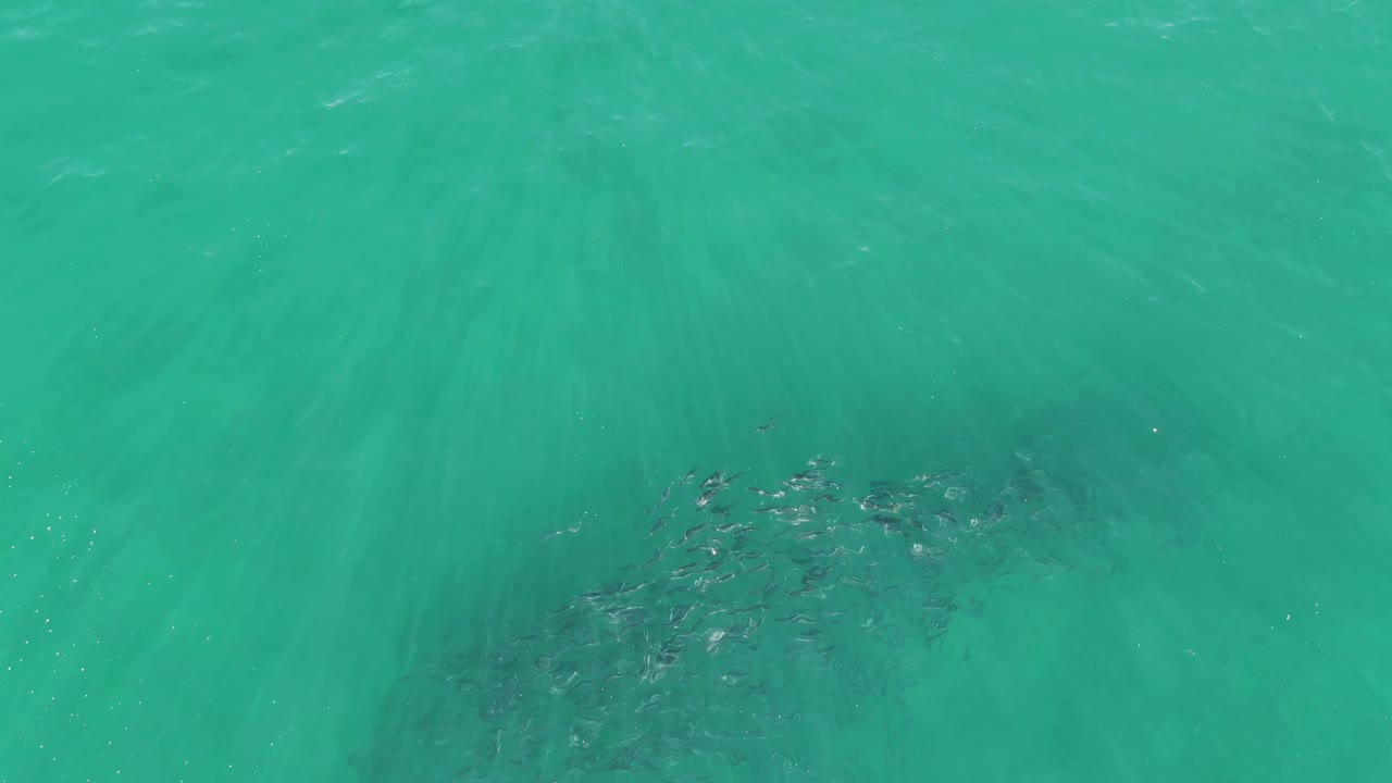 Overhead view of a school of fish clustered under clear turquoise water at Buzzards Beach, Baja California Sur, with no visible people.