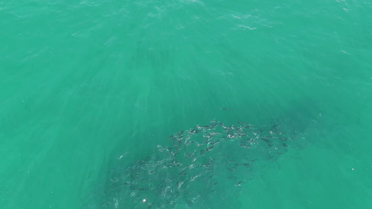 The fish group appears slightly farther right under green-blue ocean water at Buzzards Beach, Baja California Sur, with surface shimmer and no visible people.
