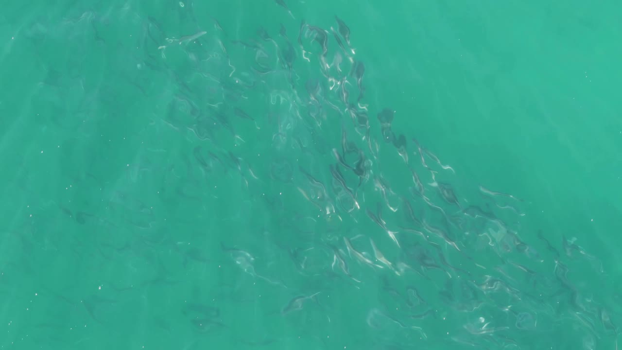 Small fish schooling beneath turquoise ocean water
