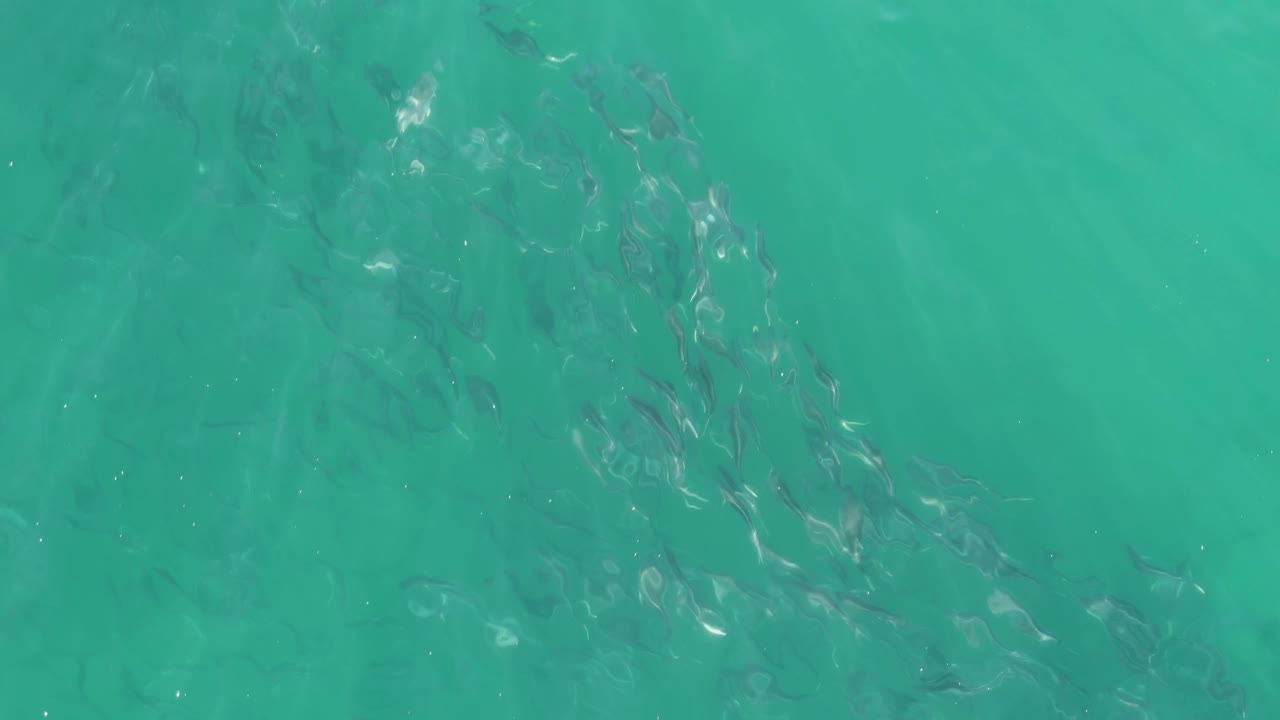 A loose school of small fish sits below rippled turquoise water at Buzzards Beach, Baja California Sur, with the group stretched diagonally and no visible people.