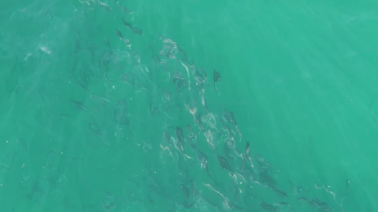Dark small fish shapes appear below clear blue-green water at Buzzards Beach, Baja California Sur, with faint sand color under the surface and no visible people.