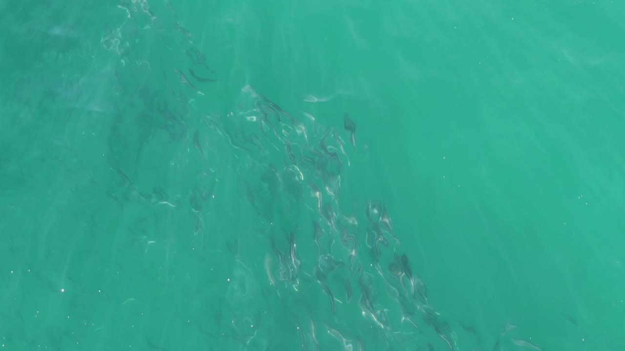 Several loose groups of small fish are visible under shallow turquoise ocean water at Buzzards Beach, Baja California Sur, with light ripple patterns and no visible people.