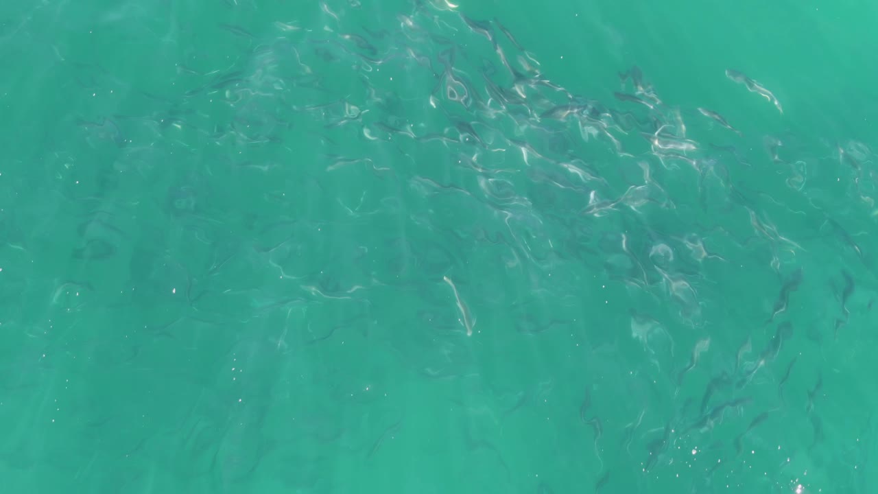 A loose school of small fish appears under clear turquoise ocean water at Buzzards Beach, with surface shimmer crossing the upper part of the frame and no visible people.