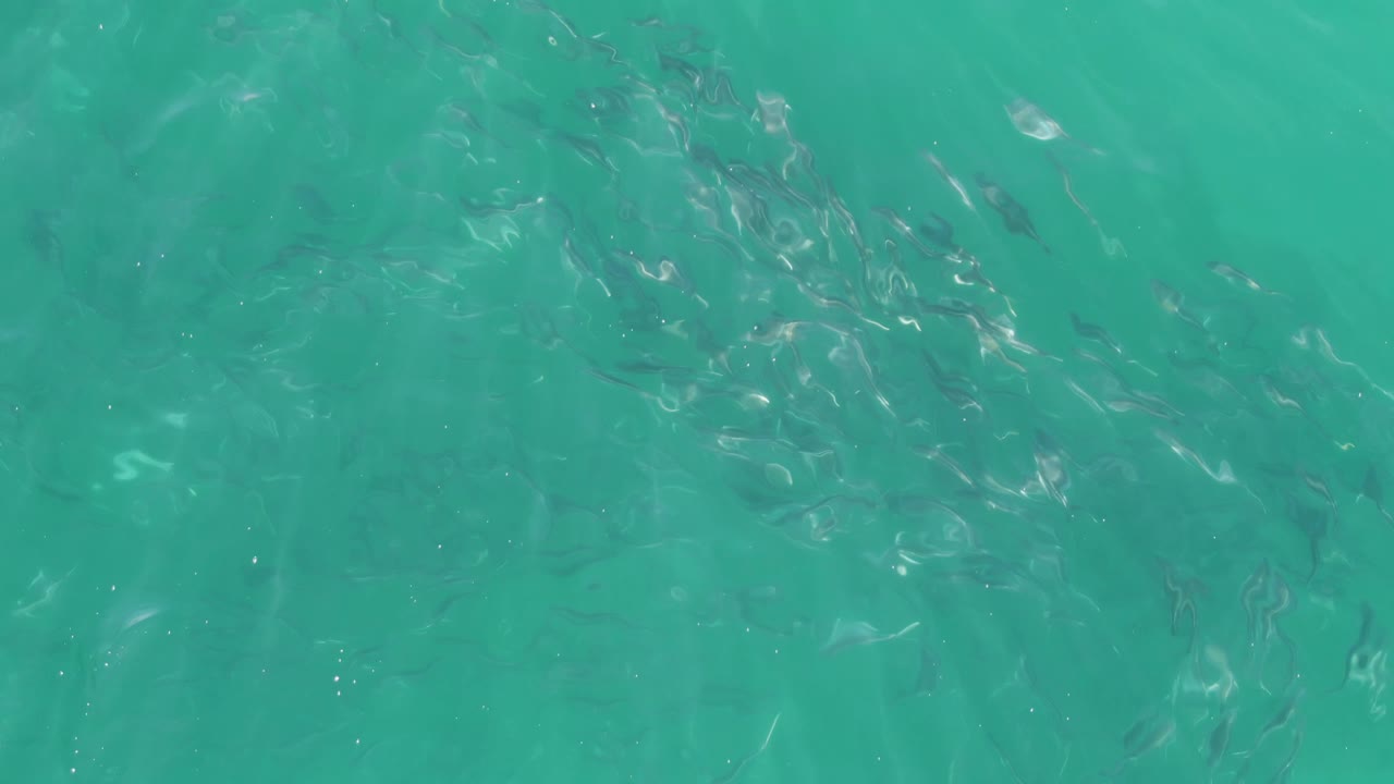 Fish group beneath textured green-blue water.