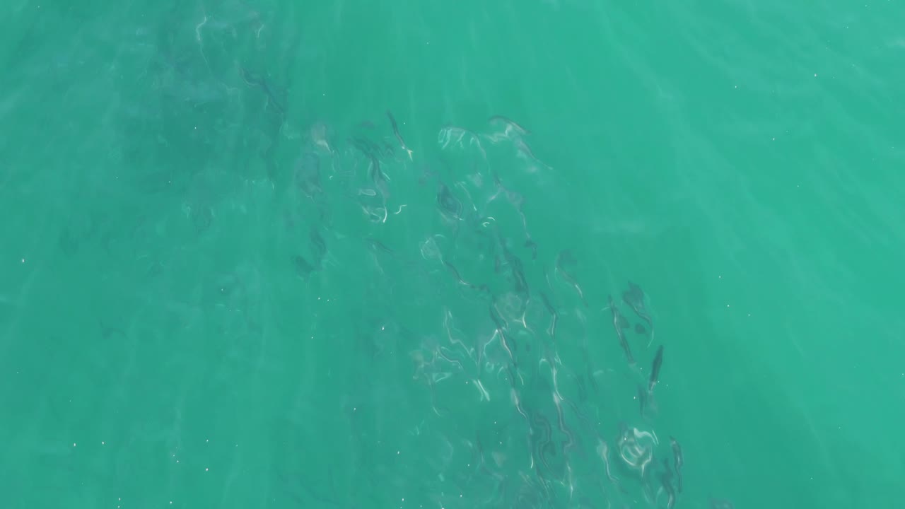 Turquoise shallow water with dark fish shapes beneath the rippled surface.