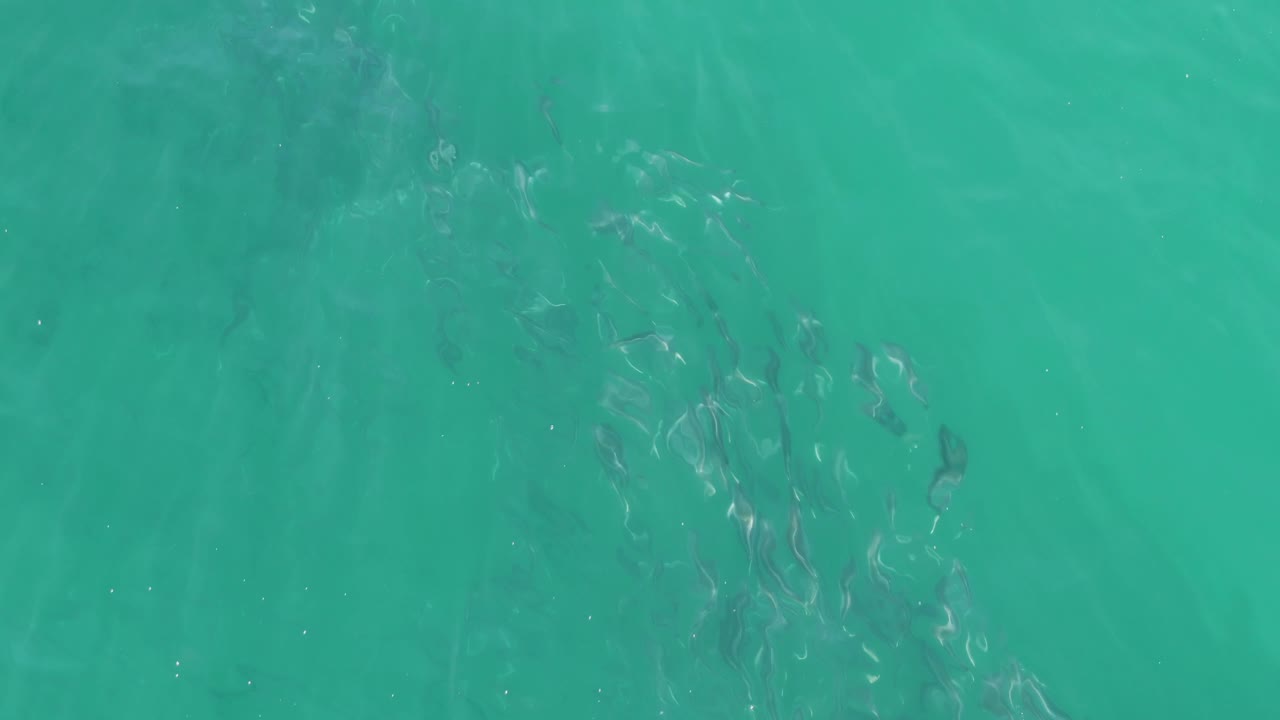 Clear green-blue water at Buzzards Beach, Baja California Sur, shows a denser vertical cluster of fish shadows under light surface distortion and no visible people.