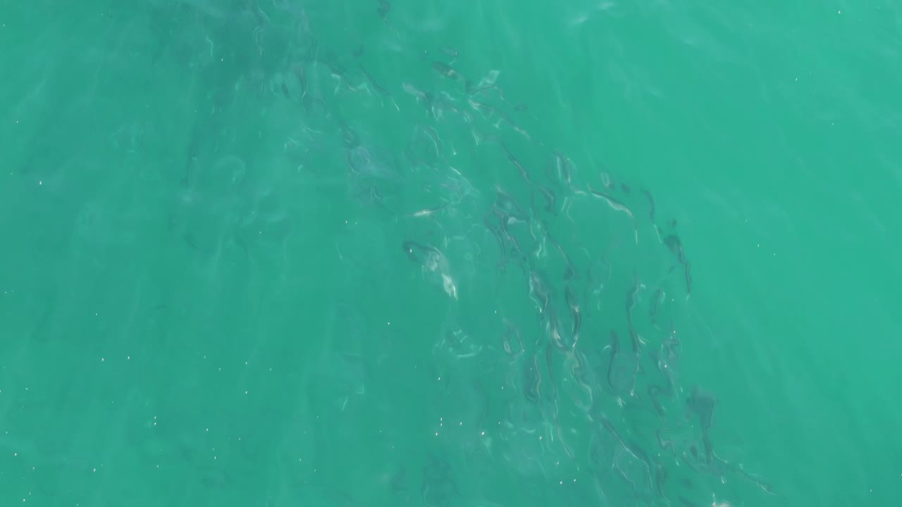 A top-down Buzzards Beach frame shows dark schooling fish near the center of clear turquoise ocean, with small reflective highlights and no visible people.