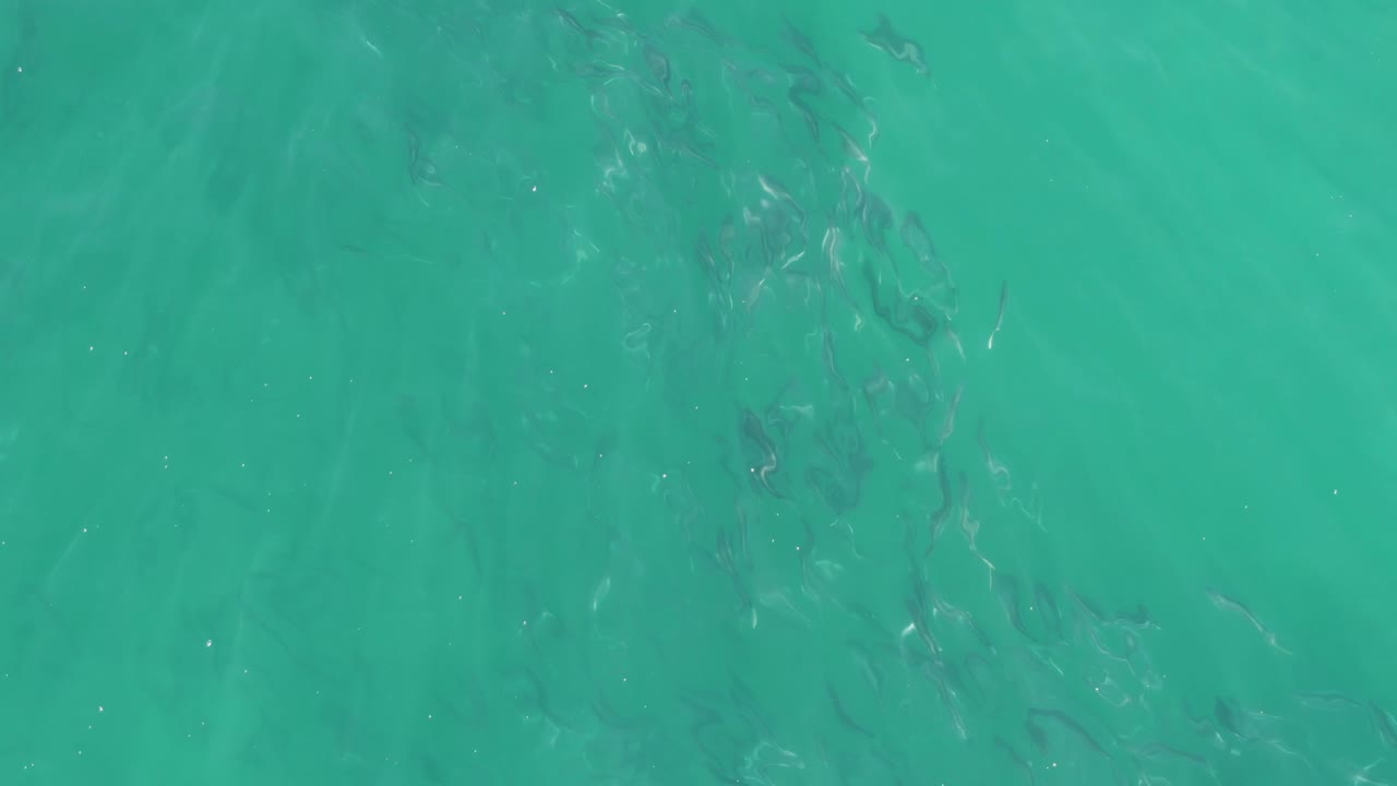 A loose cluster of fish shows through the clear Buzzards Beach water, with ripples softening their outlines and no visible people in frame.