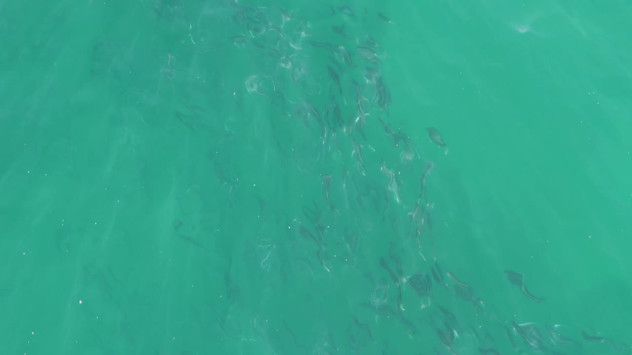 Scattered small fish appear as darker marks beneath bright turquoise water at Buzzards Beach, with pale surface reflections and no visible people.