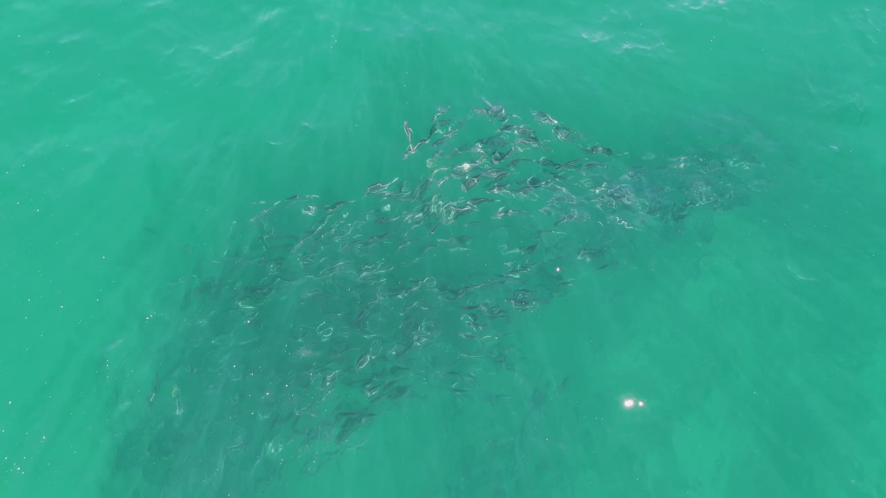 School of fish beneath turquoise ocean water with surface ripples.