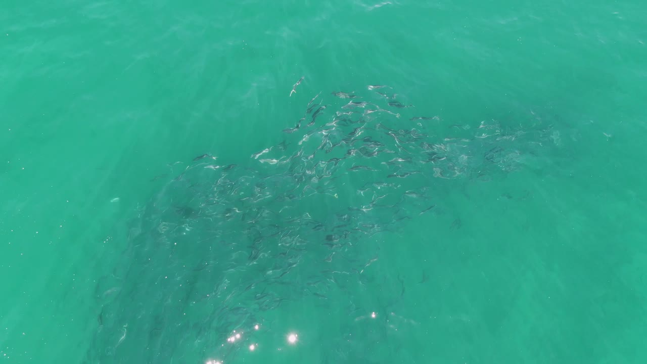 A compact fish school sits near the center of clear turquoise water at Buzzards Beach, with bright reflections near the lower edge and no visible people.