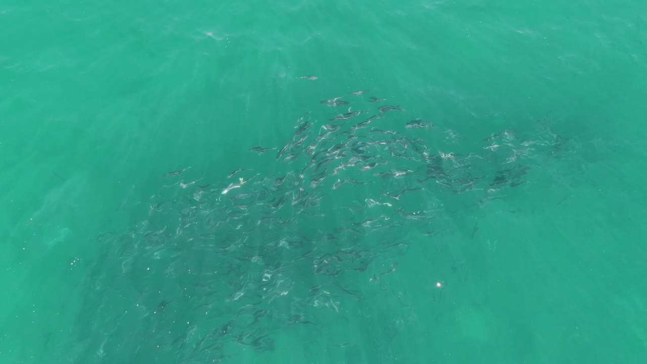 The fish school appears slightly more spread out under rippled turquoise ocean water in Baja California Sur, Mexico, with no shoreline or people visible.