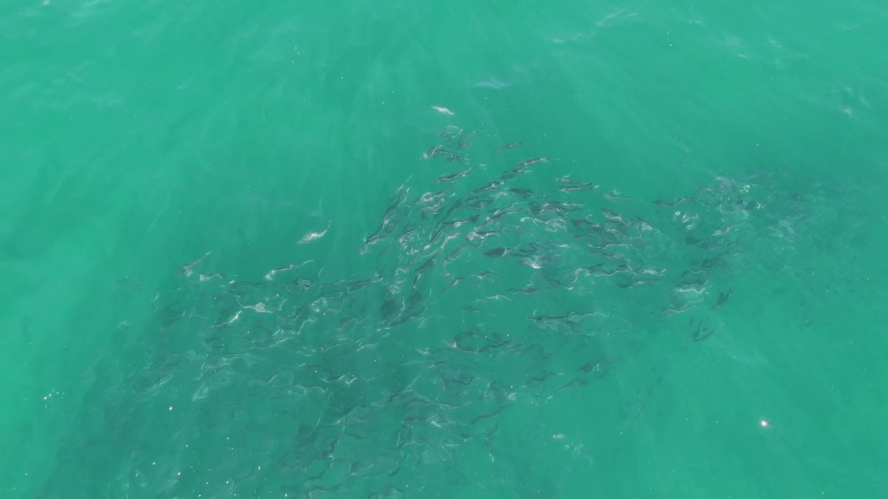 A school of fish remains visible through turquoise water at Buzzards Beach, with the group shifted left in the frame and no visible people.