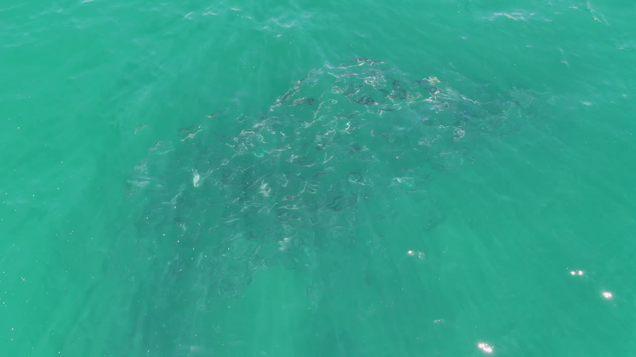 At Buzzards Beach in Baja California Sur, a dark school of fish sits below rippled turquoise water with bright surface glints and no visible people.