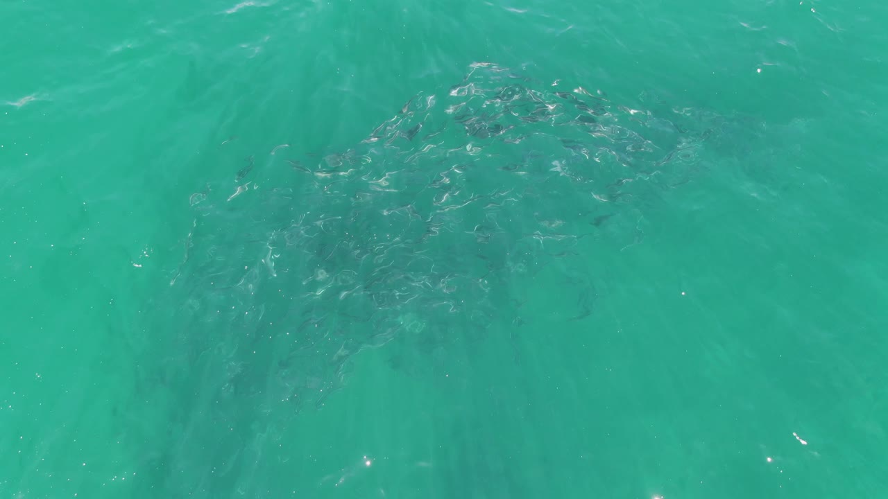 At Buzzards Beach in Baja California Sur, the fish school appears slightly farther across the frame under green-blue water, with ripples softening the view and no visible people.