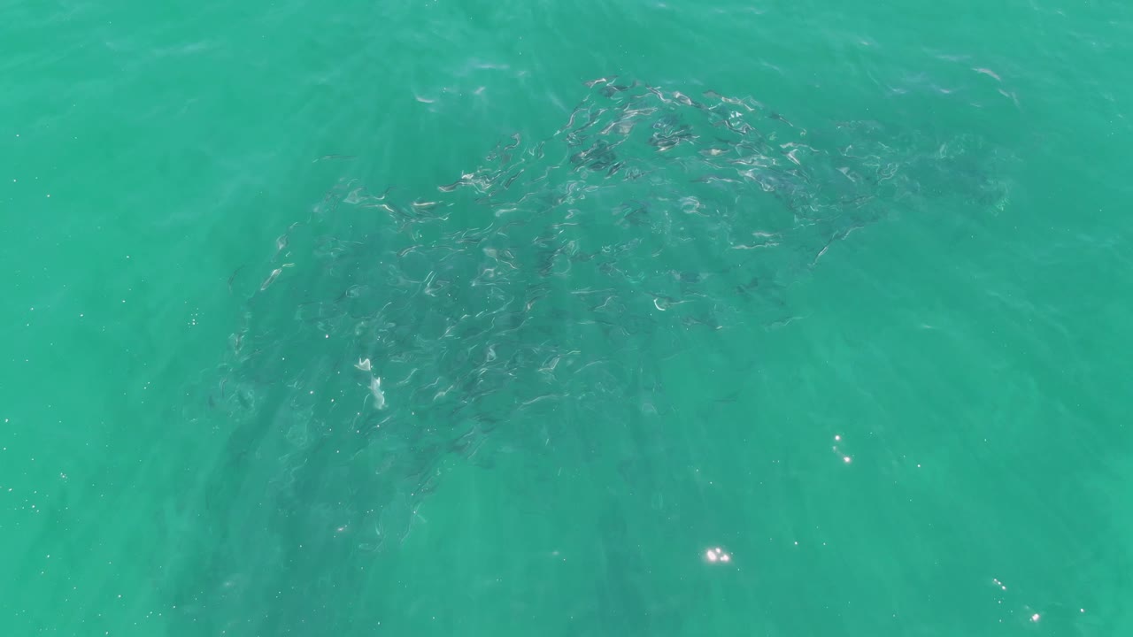 At Buzzards Beach in Baja California Sur, a dense fish cluster is visible below turquoise water, with darker shapes trailing downward and no visible people.