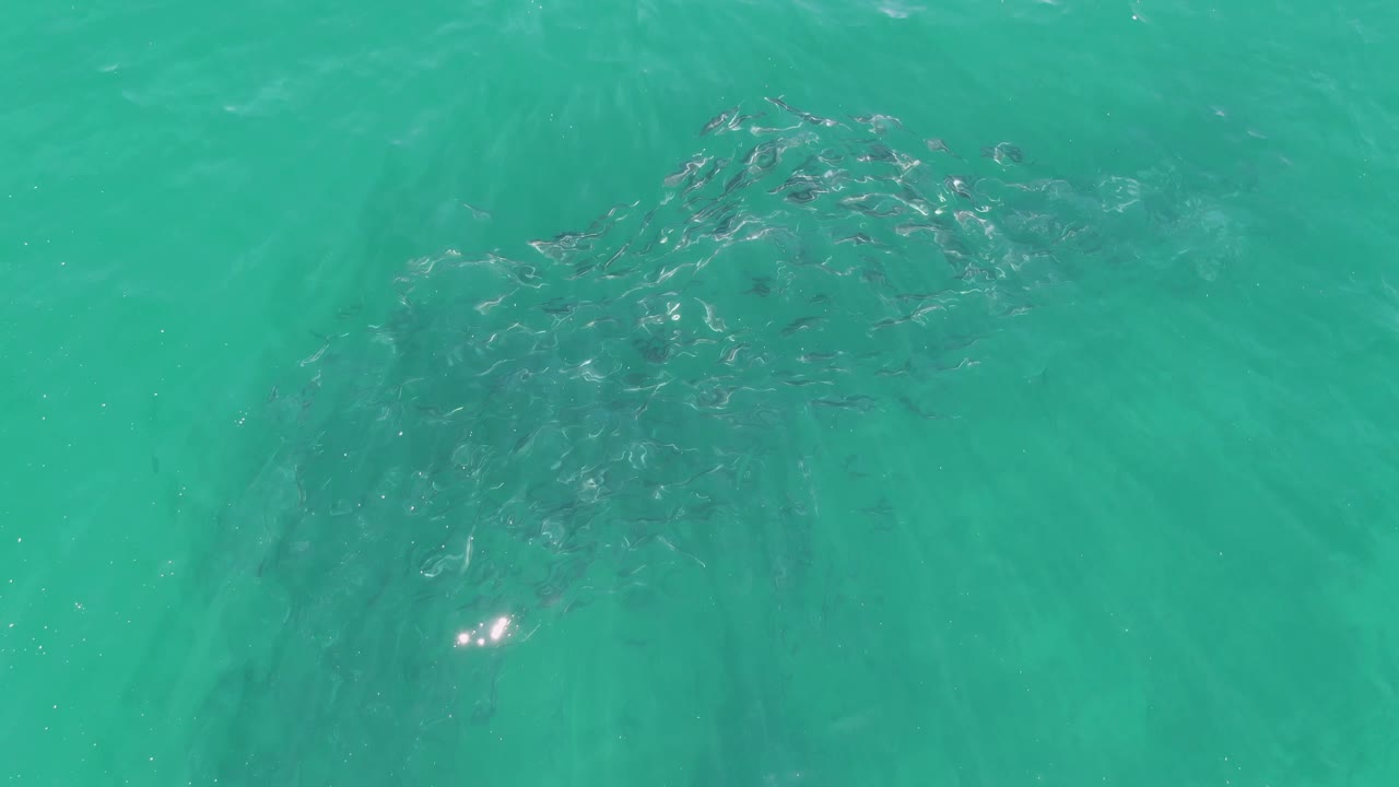 Fish school below smooth turquoise water