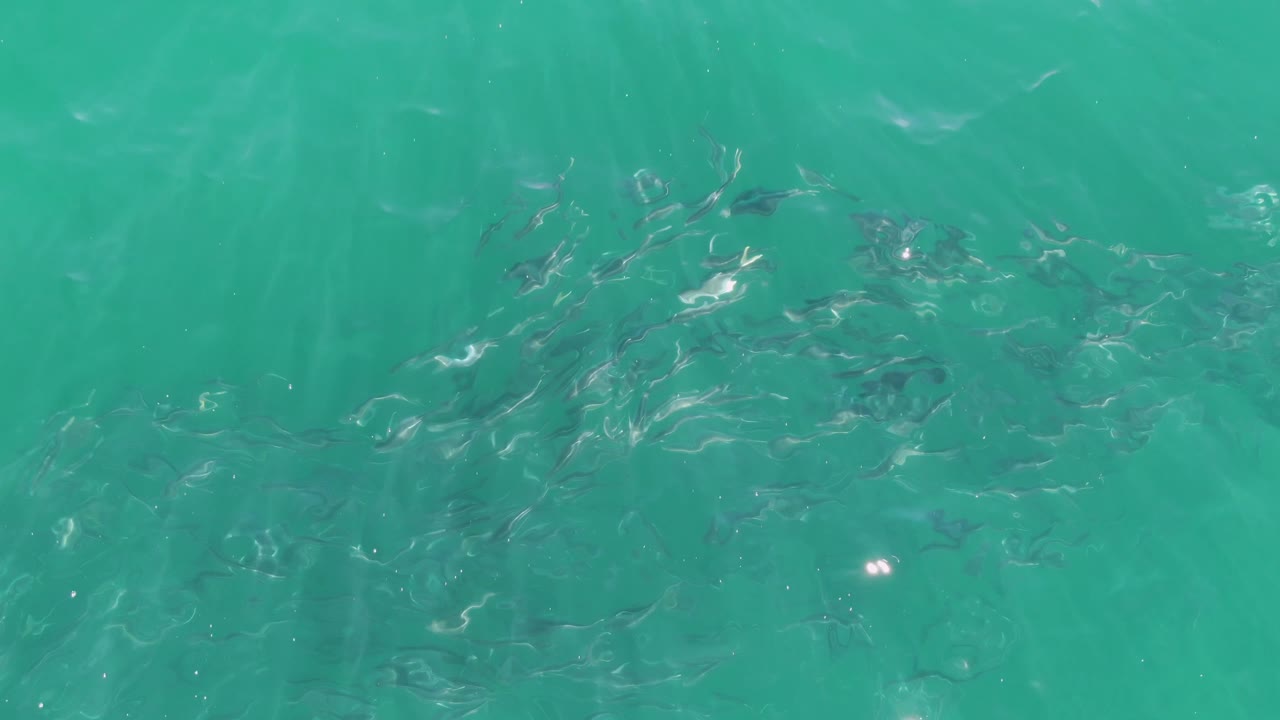 Small fish schooling under turquoise rippled water