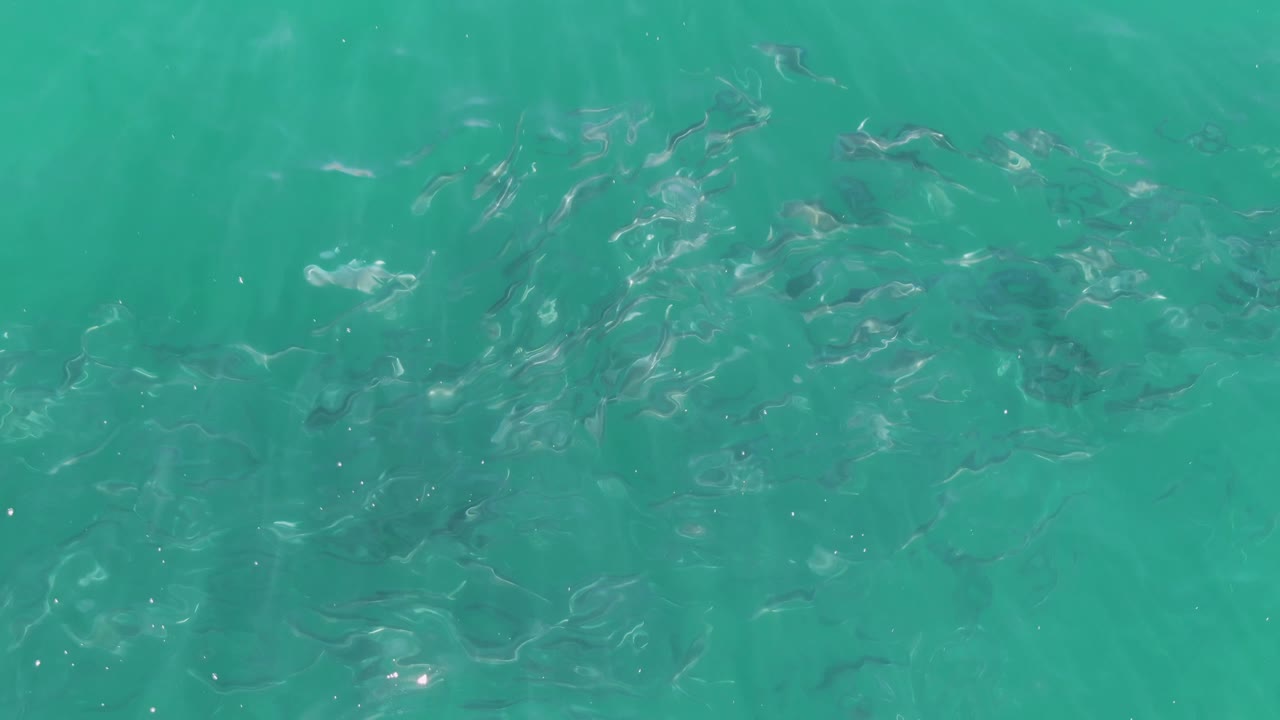A loose school of small fish spreads through clear teal water at Buzzards Beach, with surface highlights and no visible people.