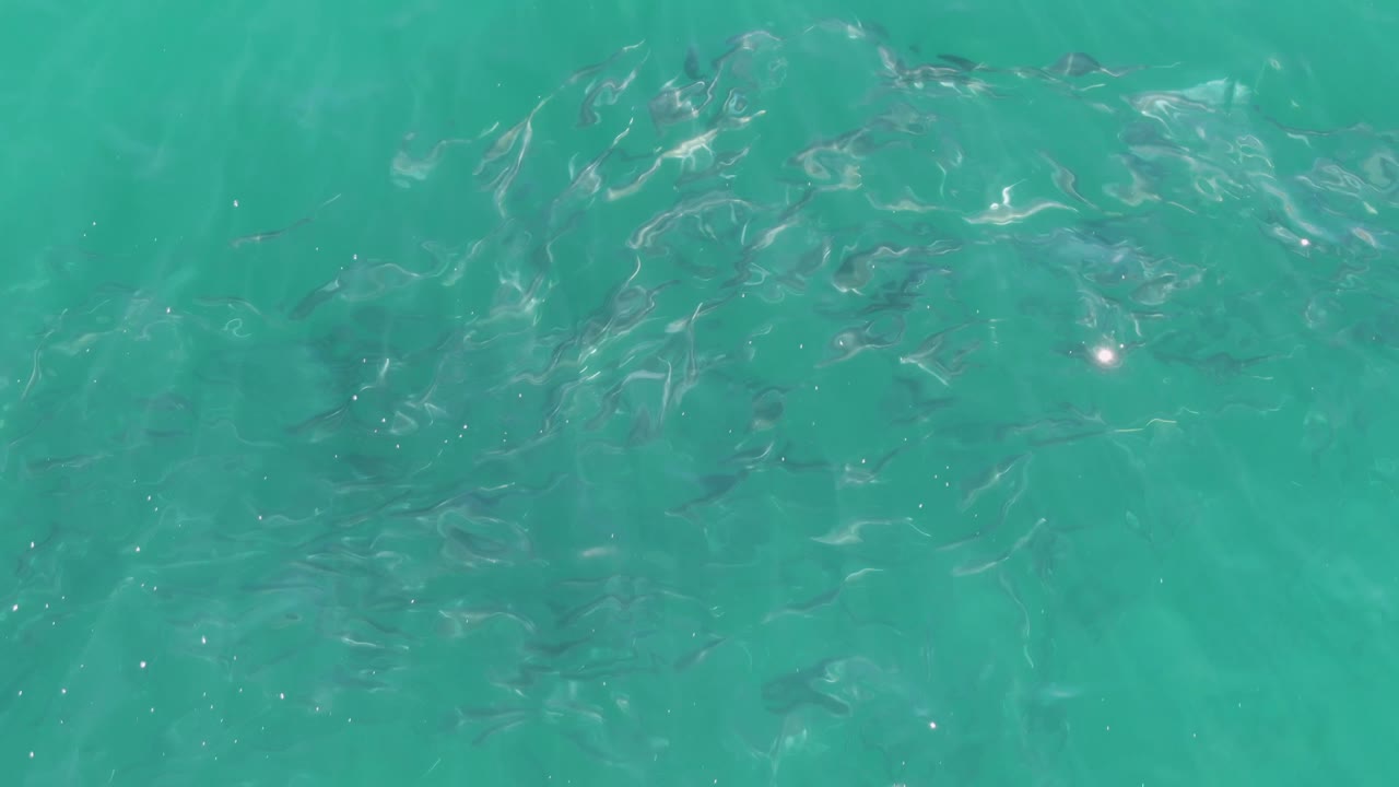 Small dark fish shapes remain visible below bright turquoise ripples in the Buzzards Beach water, with no shoreline or people visible.