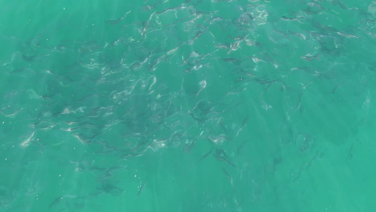Small silvery fish gather near the upper half of clear turquoise water at Buzzards Beach, Baja California Sur, with no visible people.