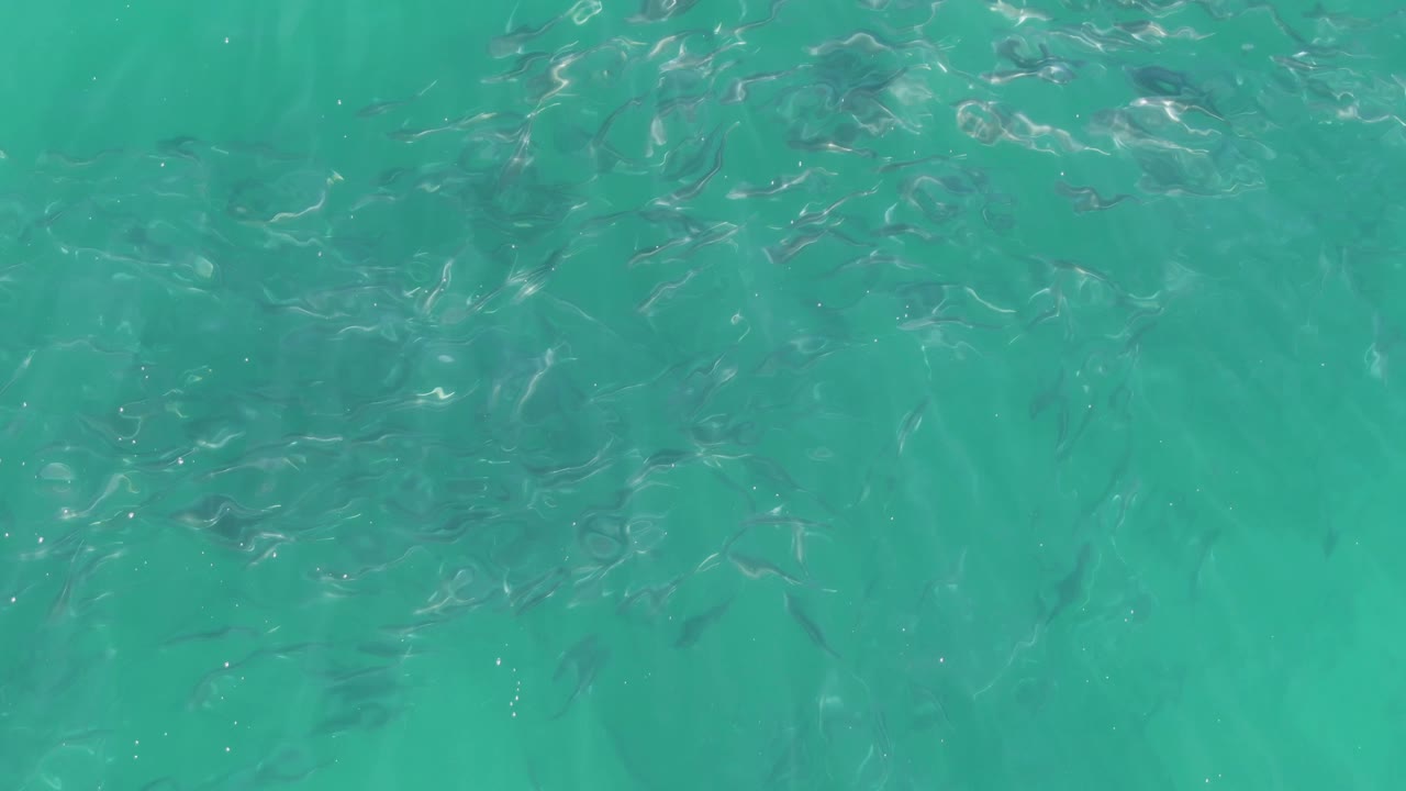 Multiple clusters of small fish are visible through clear turquoise water at Buzzards Beach, with brighter surface reflections and no visible people.