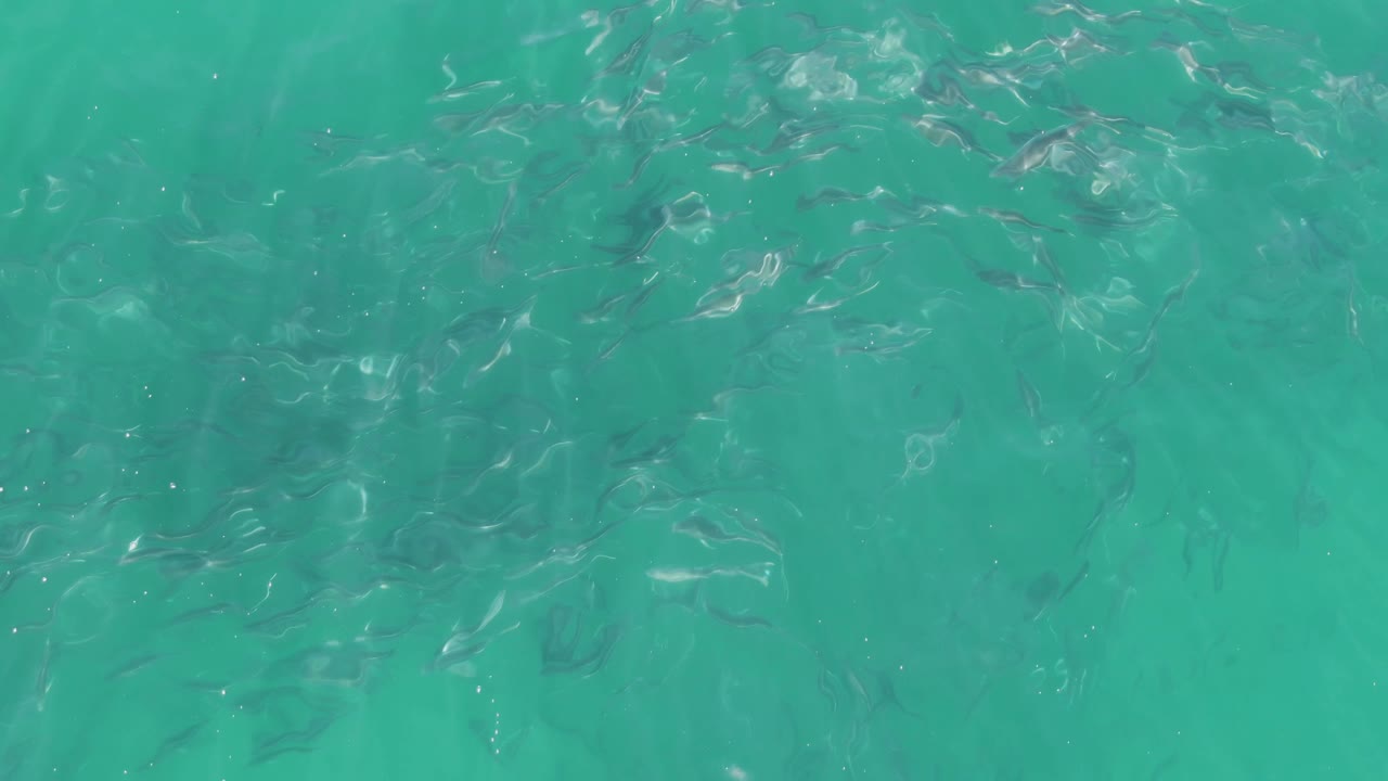 A denser fish grouping sits toward the upper right of clear turquoise water at Buzzards Beach, Baja California Sur, with no visible people or objects.