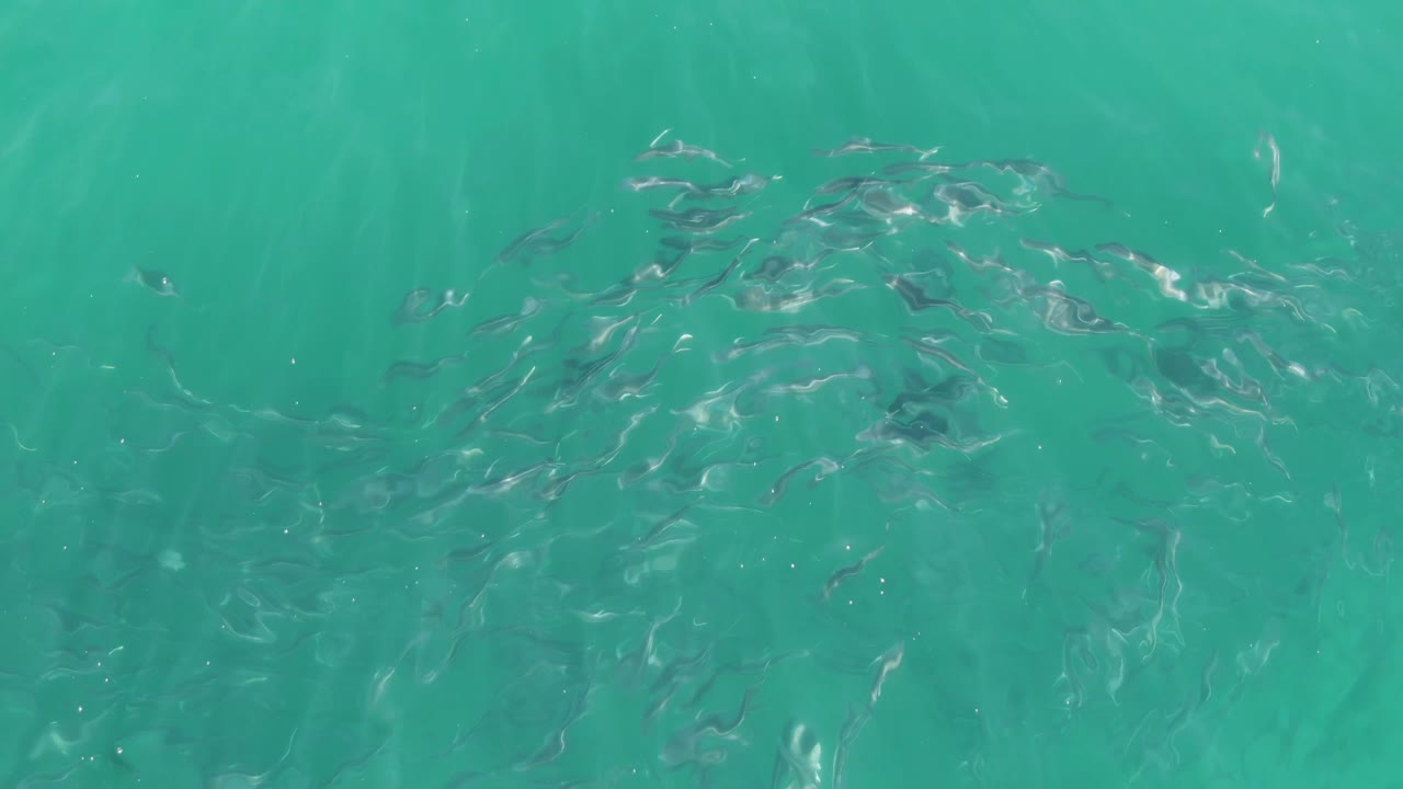 Small fish gather under rippled turquoise water at Buzzards Beach in Baja California Sur, Mexico, with no visible people in the frame.