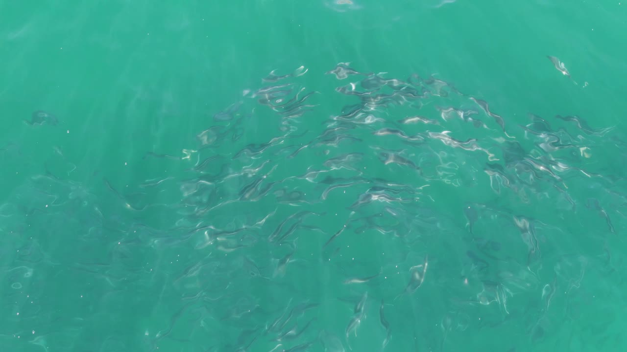 A loose cluster of small fish sits beneath clear green-blue water at Buzzards Beach, with ripples softening the view and no visible people.