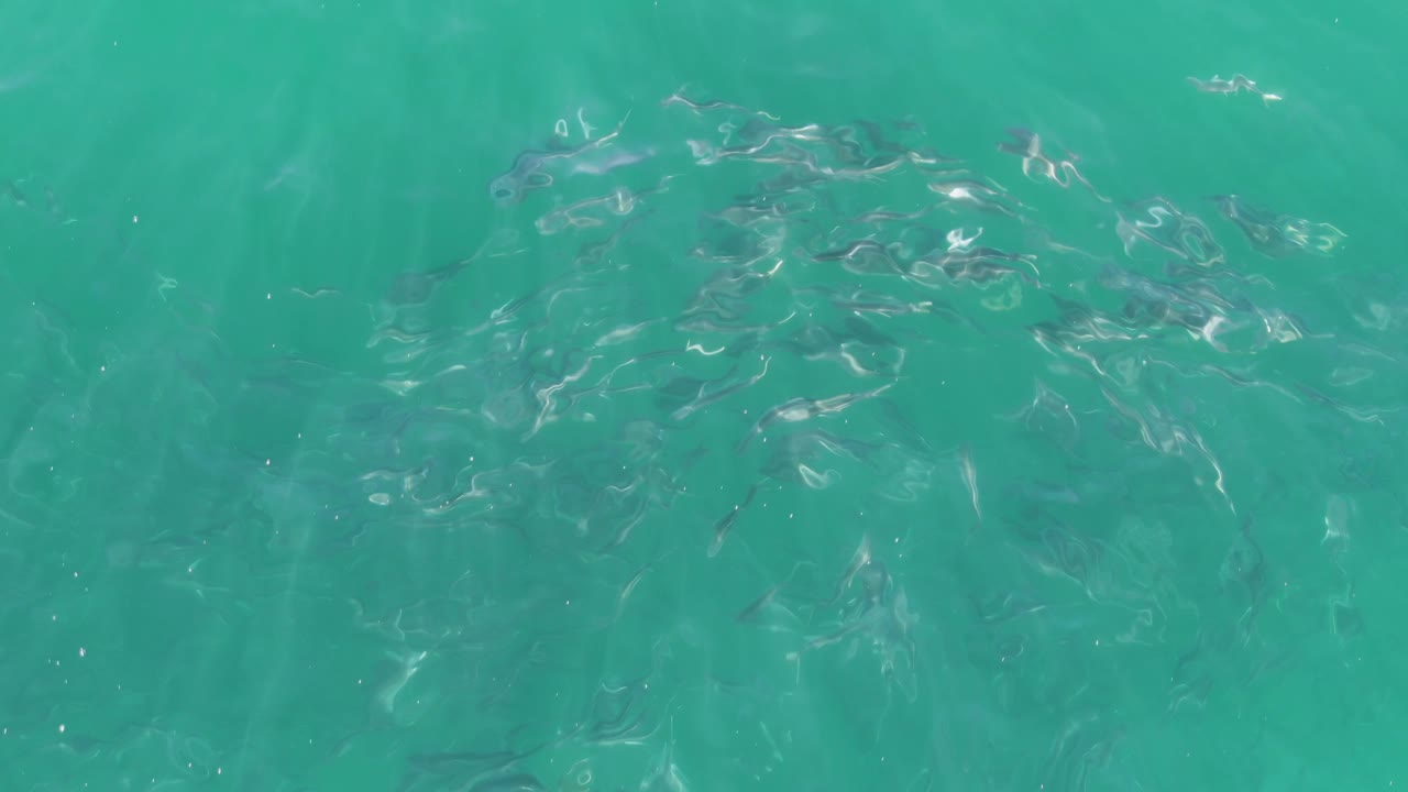 Small dark fish are visible through the turquoise ocean surface in Baja California Sur, with bright water reflections and no visible people.