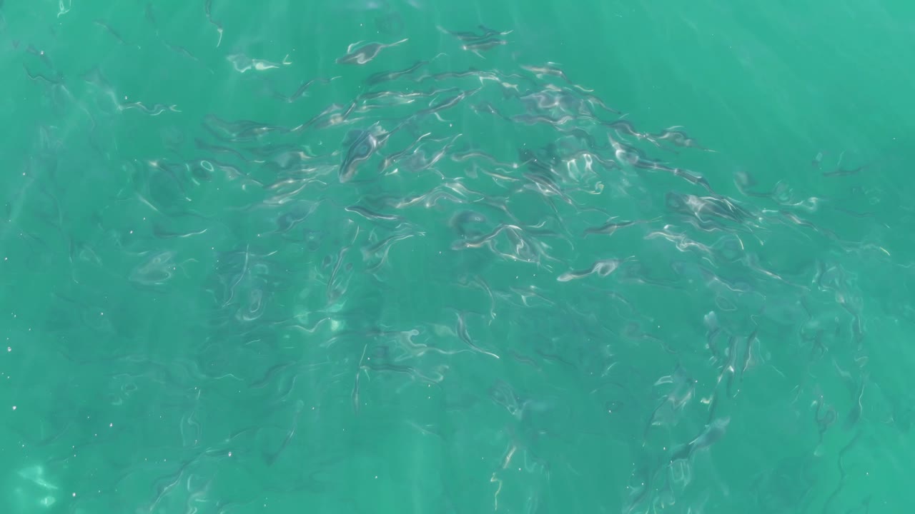 At Buzzards Beach in Baja California Sur, the fish school appears more centered under bright turquoise water with fine ripples and no visible people.