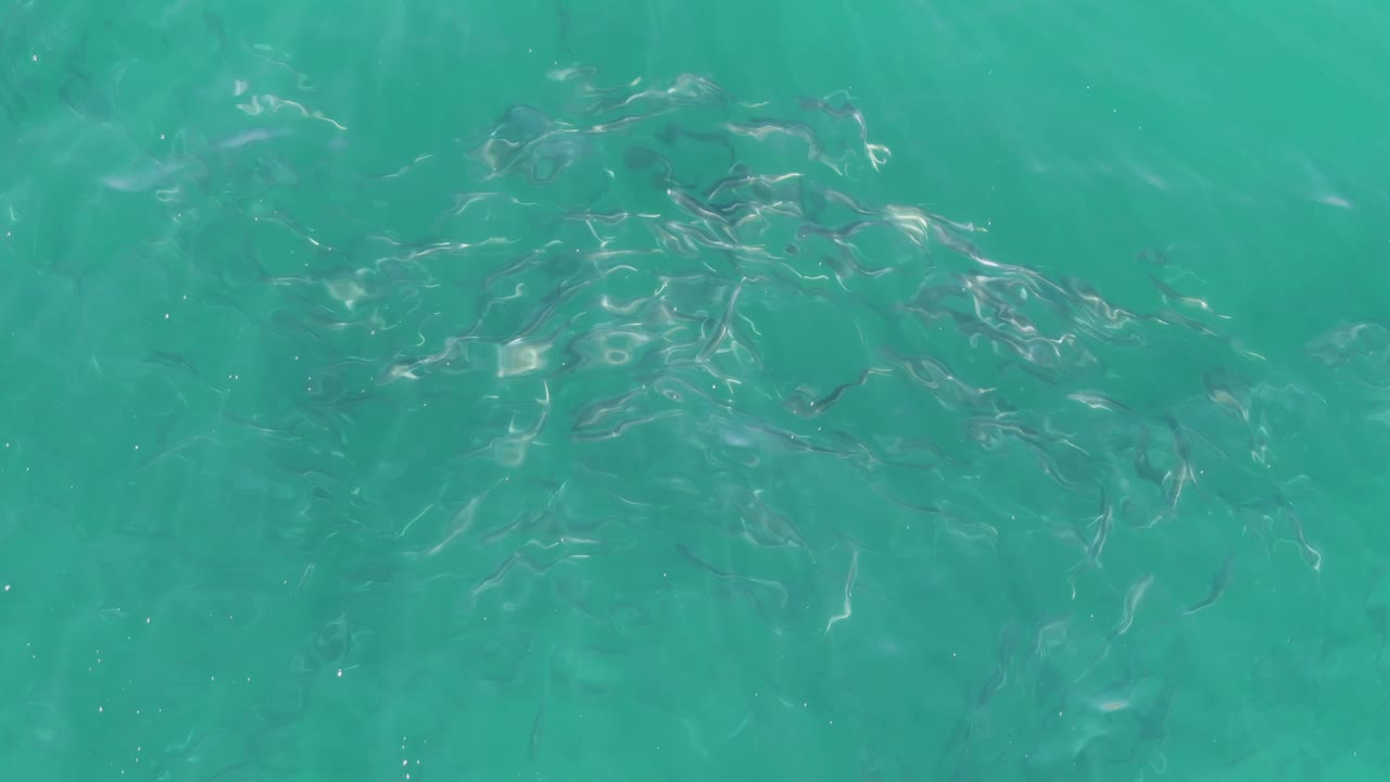 Small fish moving through shallow turquoise water