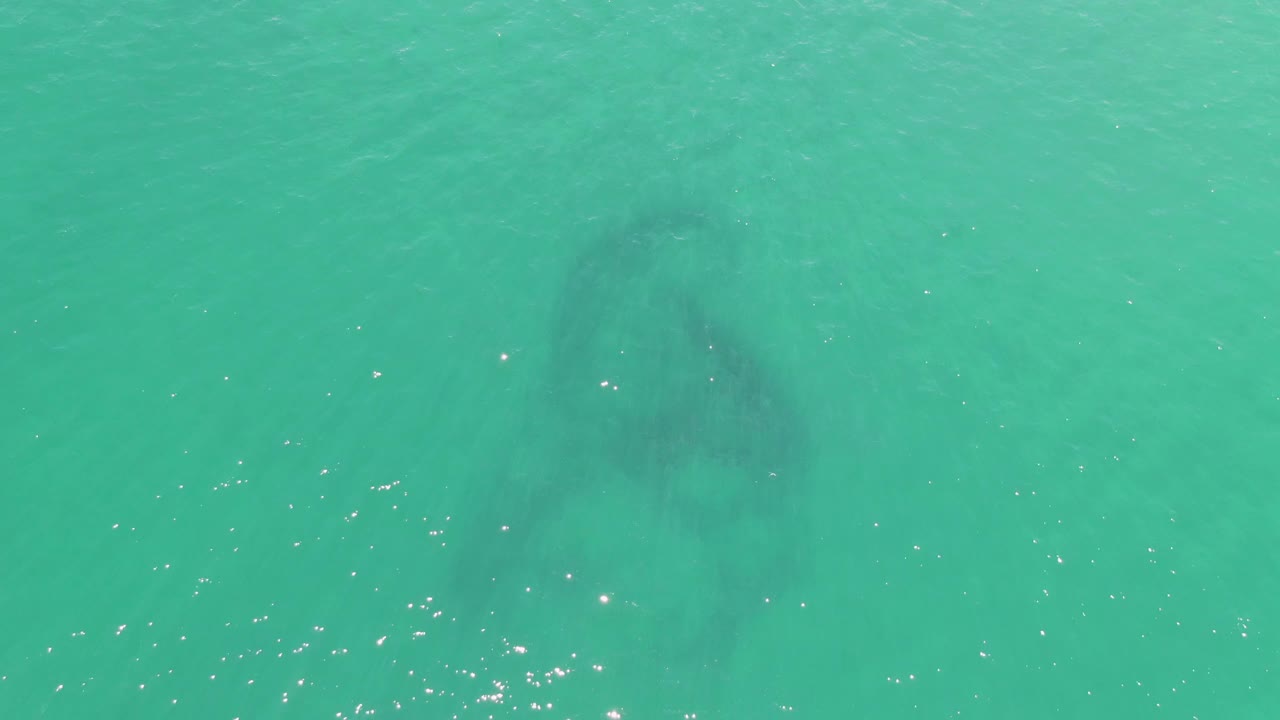 At Buzzards Beach in Baja California Sur, a dark manatee shape sits below clear turquoise water with scattered sun glints and no visible people.