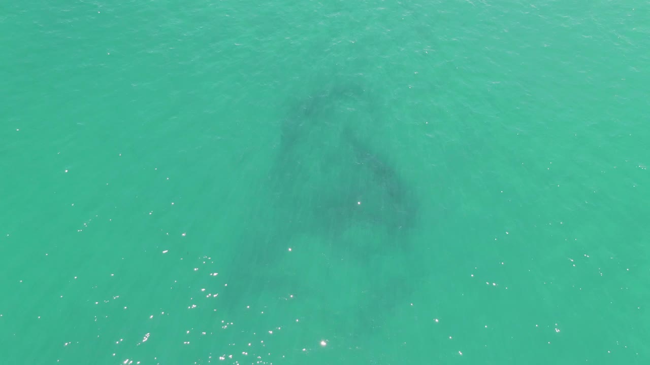 At Buzzards Beach, the manatee's dark body remains visible under green-blue water, with small bright highlights across the lower part of the frame and no visible people.