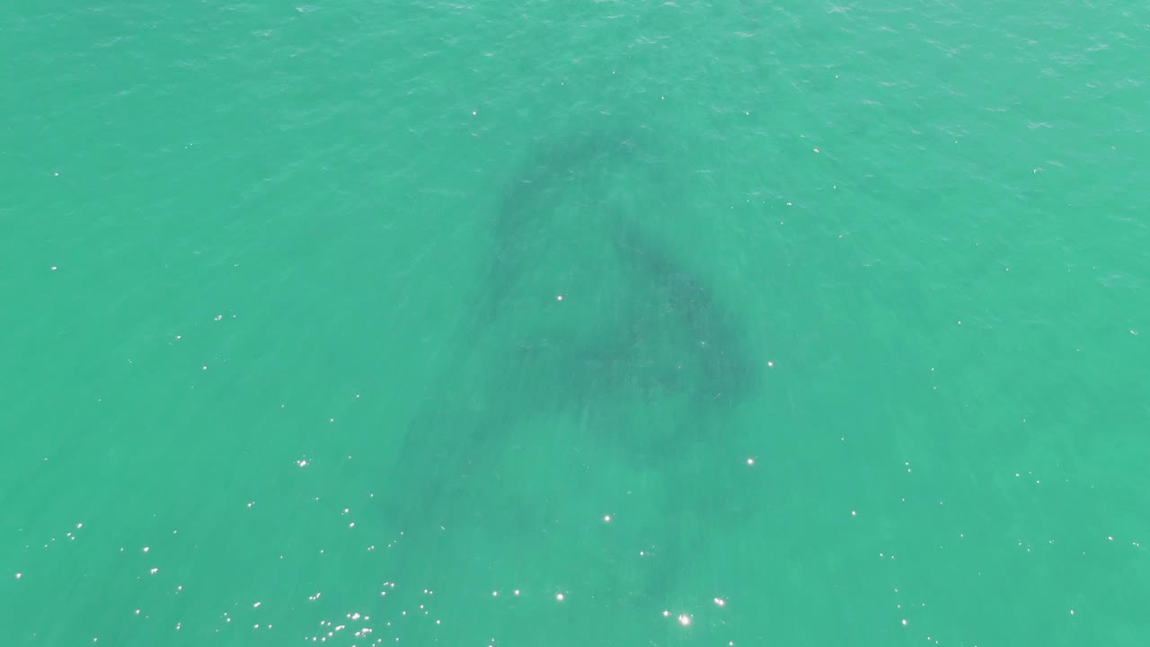 Manatee beneath shallow turquoise water with sun glints