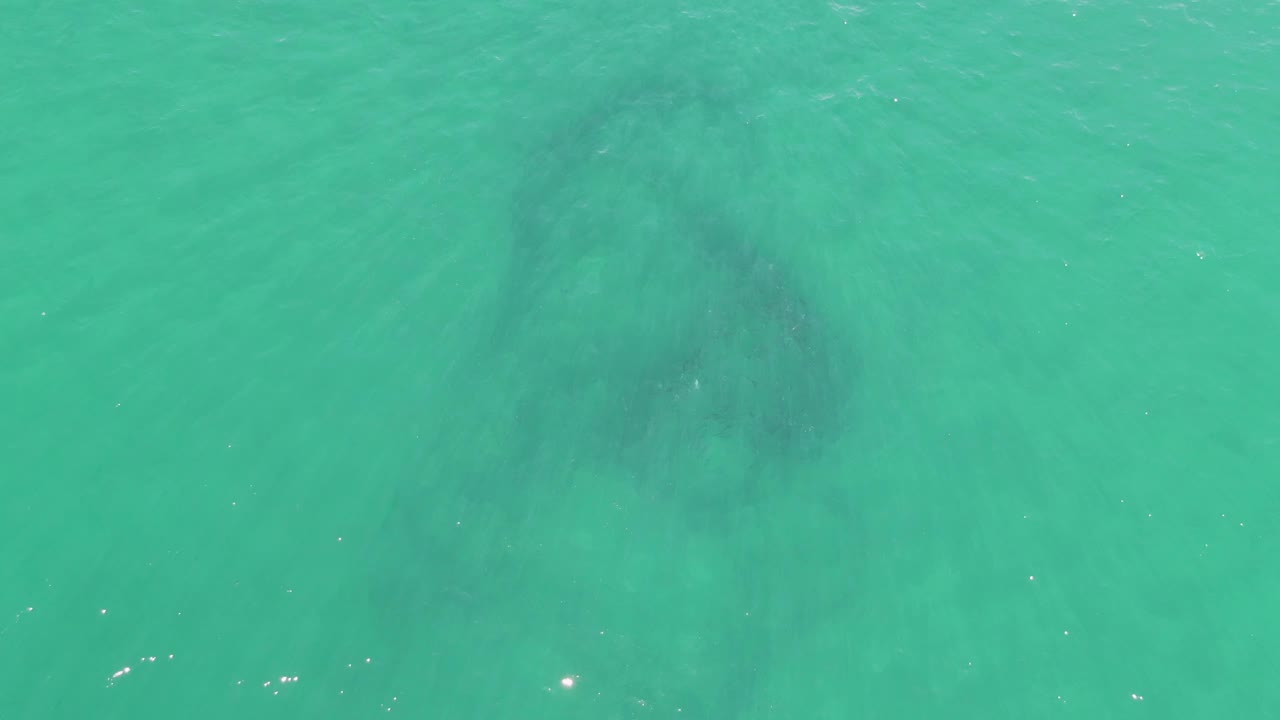 Overhead view of a manatee shape just below clear turquoise water at Buzzards Beach, Baja California Sur, with faint ripples and no visible people.