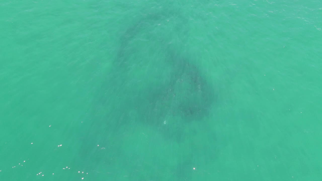 A dark manatee silhouette sits under the clear green-blue ocean surface at Buzzards Beach, with light ripples crossing the frame and no visible people.