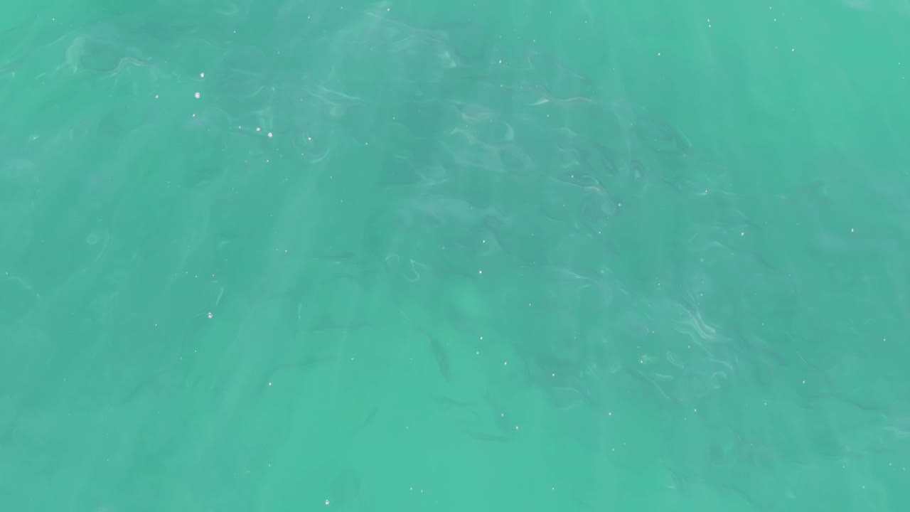Clear turquoise water in Buzzards Beach with fish silhouettes spread under soft surface ripples and no visible people.