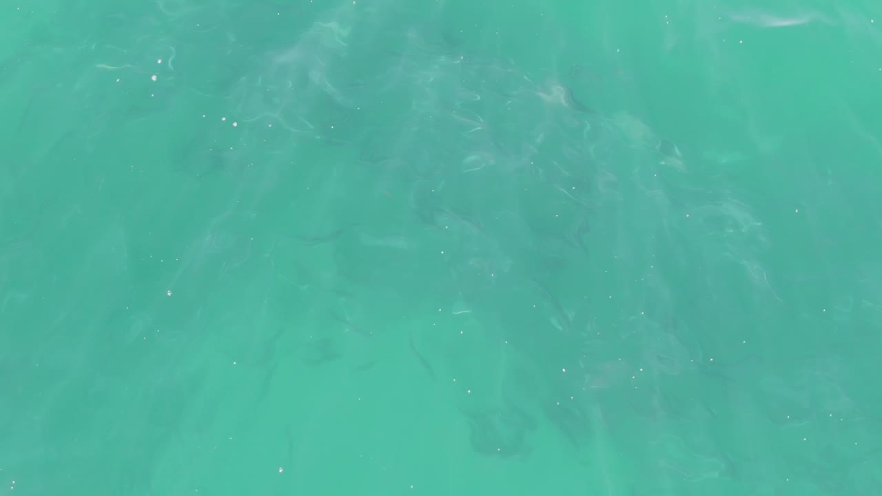 Aerial-looking frame of Buzzards Beach turquoise water with a loose school of fish below the surface and no visible people.