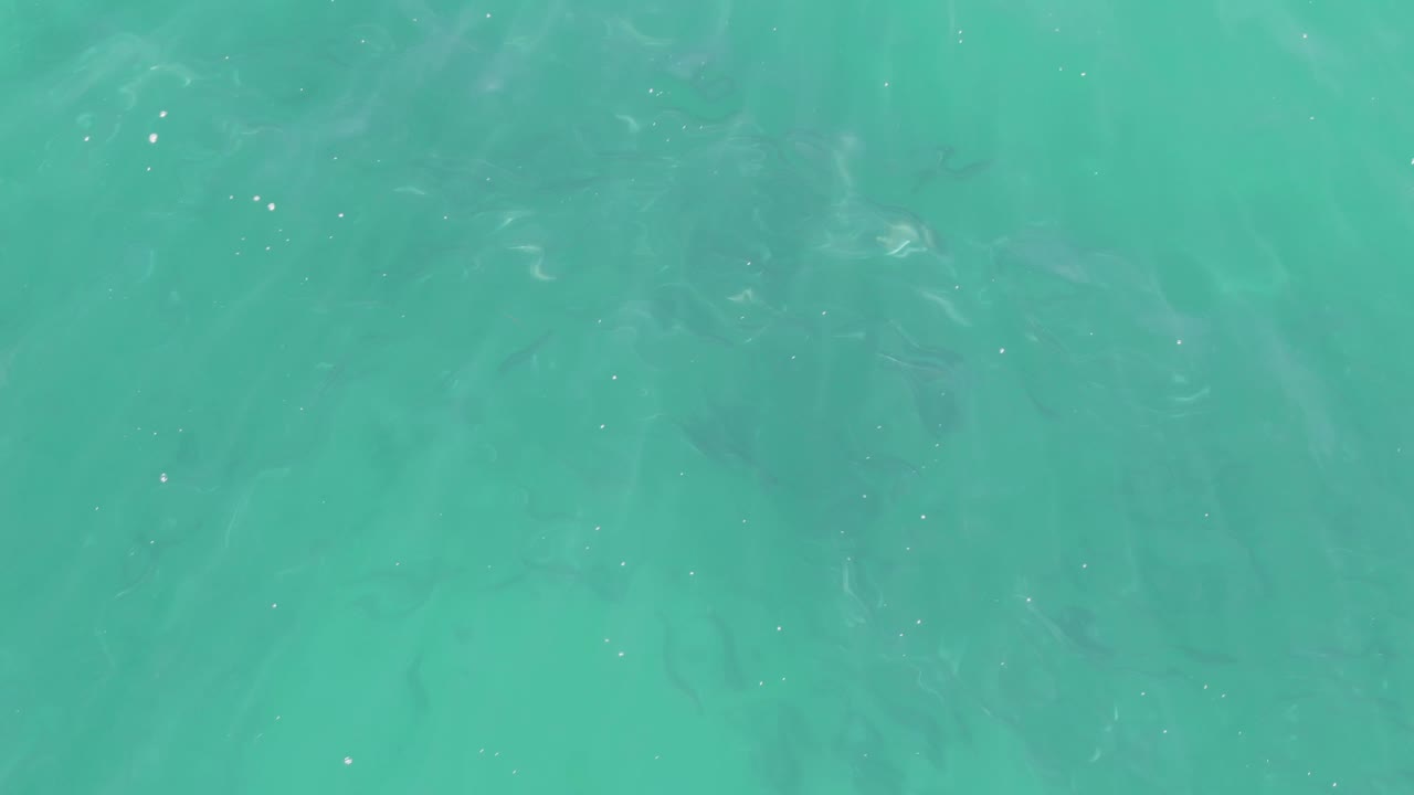 Buzzards Beach water surface with darker fish forms visible through the turquoise shallows and no visible people.